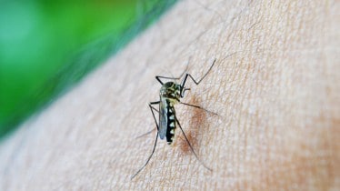Bangladesh, Bangladesh news, Bangladesh latest news, Bangladesh news today, dengue, dengue latest news, dengue news today