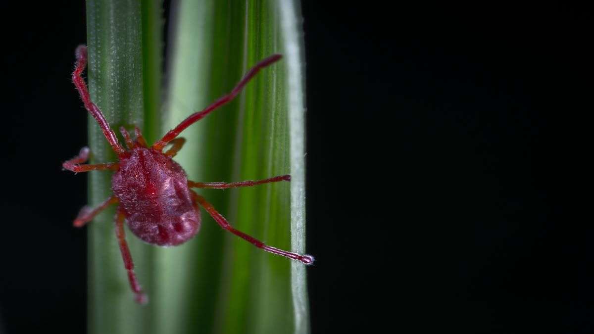 Scrub Typhus, Scrub Typhus in India, Scrub Typhus in Odisha, Scrub Typhus symptoms, Scrub Typhus news, healthcare news, Scrub Typhus, Scrub Typhus in India, Scrub Typhus in Odisha, Scrub Typhus symptoms, Scrub Typhus news, healthcare news,