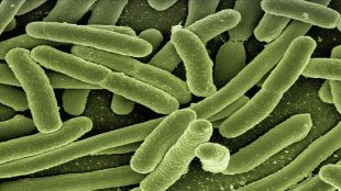 Vibriosis, contaminated fish, bizarre medical case, healthcare news,