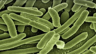 Vibriosis, contaminated fish, bizarre medical case, healthcare news,
