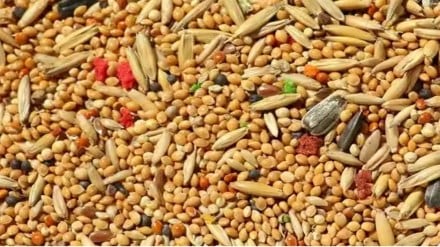 FMCG, R&D, millets, market research, Consumer preferences, innovation, sustainable foods, government policies