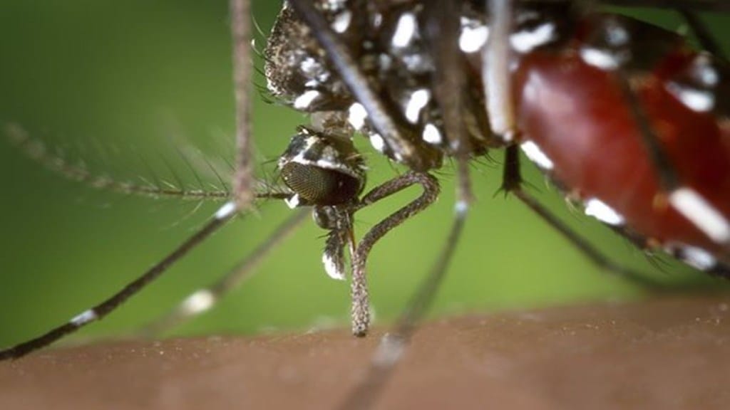 Dengue, Dengue outbreak, DENV 2 dengue strain, healthcare news, dengue news,