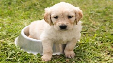 brucellosis, Brucella canis, Dog disease, zoonotic disease, healthcare news,