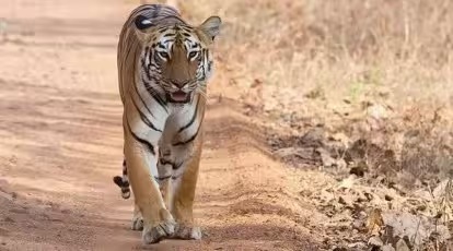 Tamil Nadu man arrested for poisoning, killing two tigers in Nilgiris