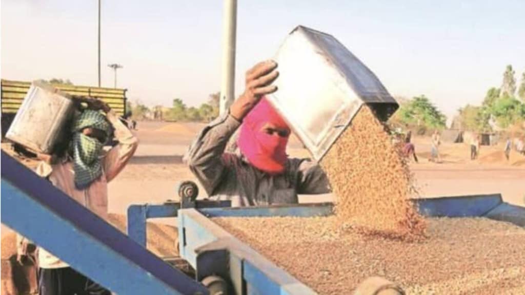 wheat, agriculture