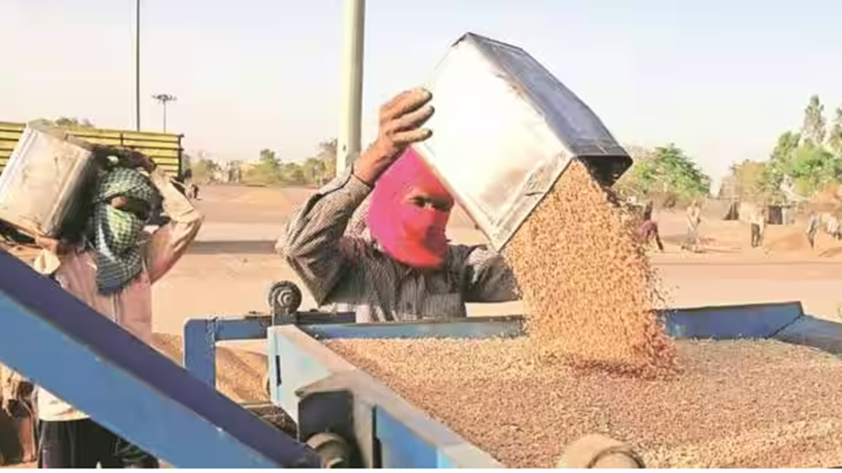 wheat wheat