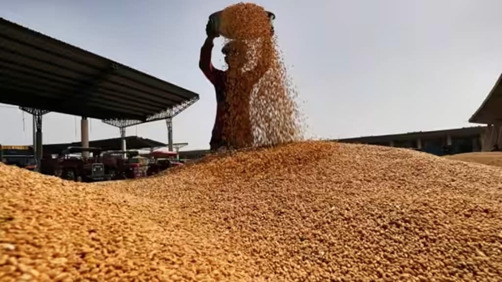 wheat