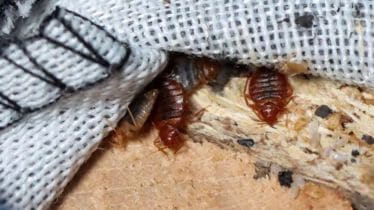 Paris, bed bug, bugs, infestation, bug infestation, paris fashion week, france, france news, france latest news, health, health news
