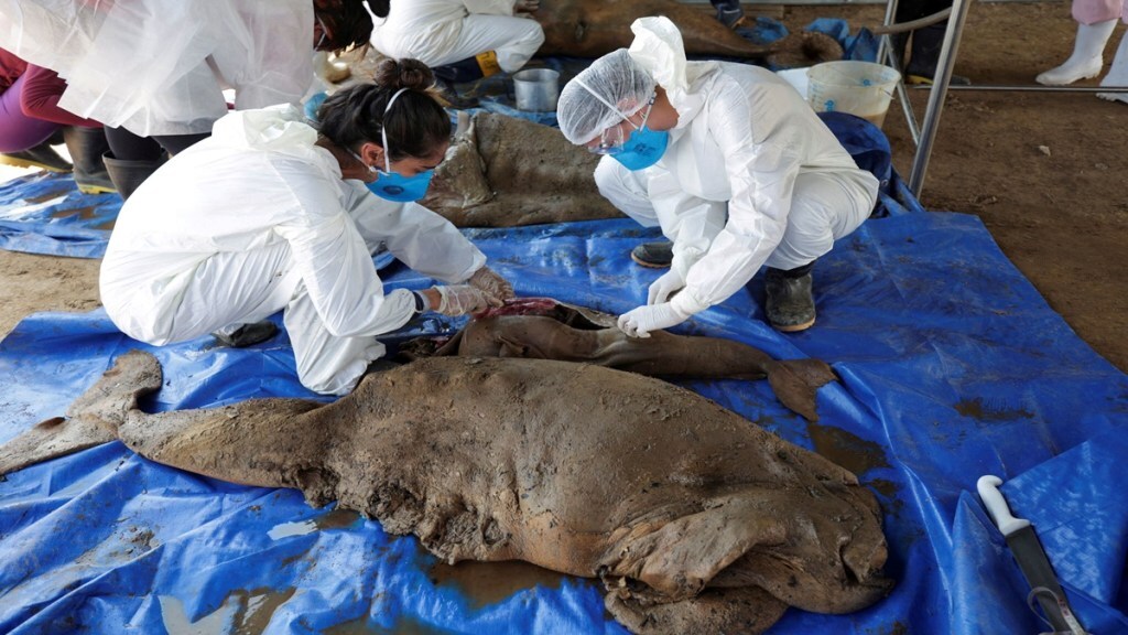 Over 100 dolphins die in Amazon