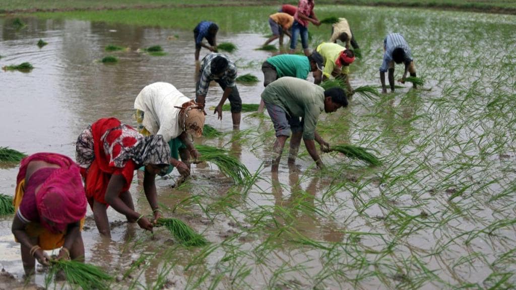 rice, wheat, crops, msp, fci, paddy, punjab, haryana, farming in india, farming
