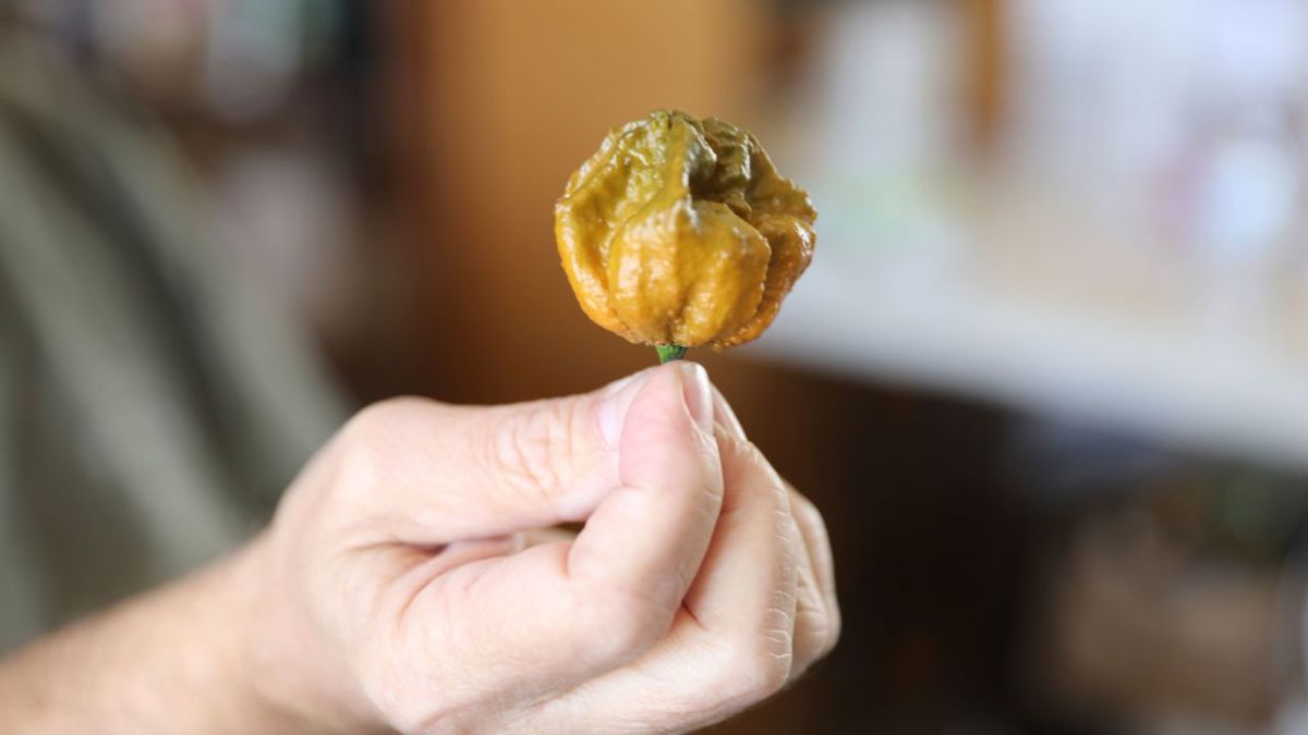 Pepper x, carolina reaper, hottest chilli, world’s hottest chilli, guinness world record, guinness world record for hottest chilli Pepper x, carolina reaper, hottest chilli, world’s hottest chilli, guinness world record, guinness world record for hottest chilli