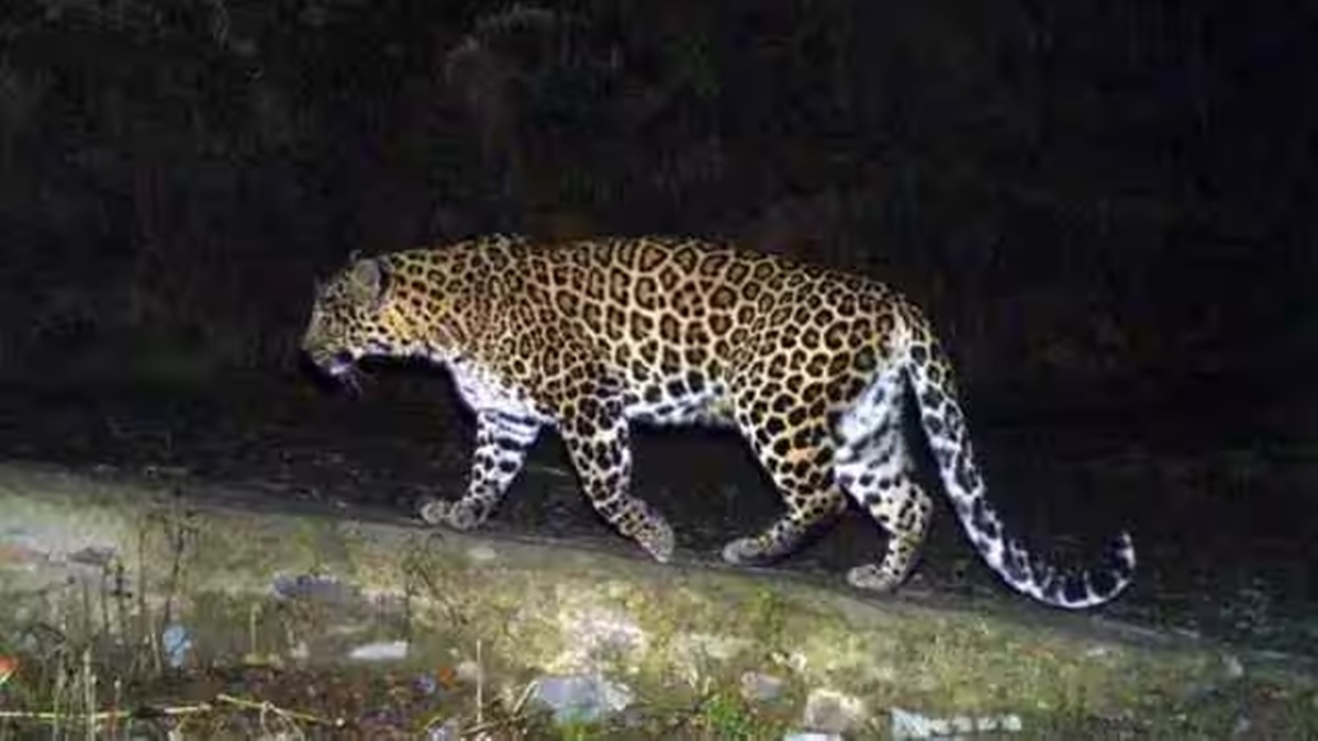 Pune: 4-year-old boy killed in leopard attack in Junnar forest, third attack this year