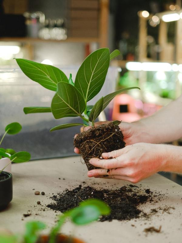 eco-friendly business ideas, zero pollution, steps to turn environment friendly, sustainable business, green practices for business, strategies to go carbon neutral for business, recycling business, e-waste management