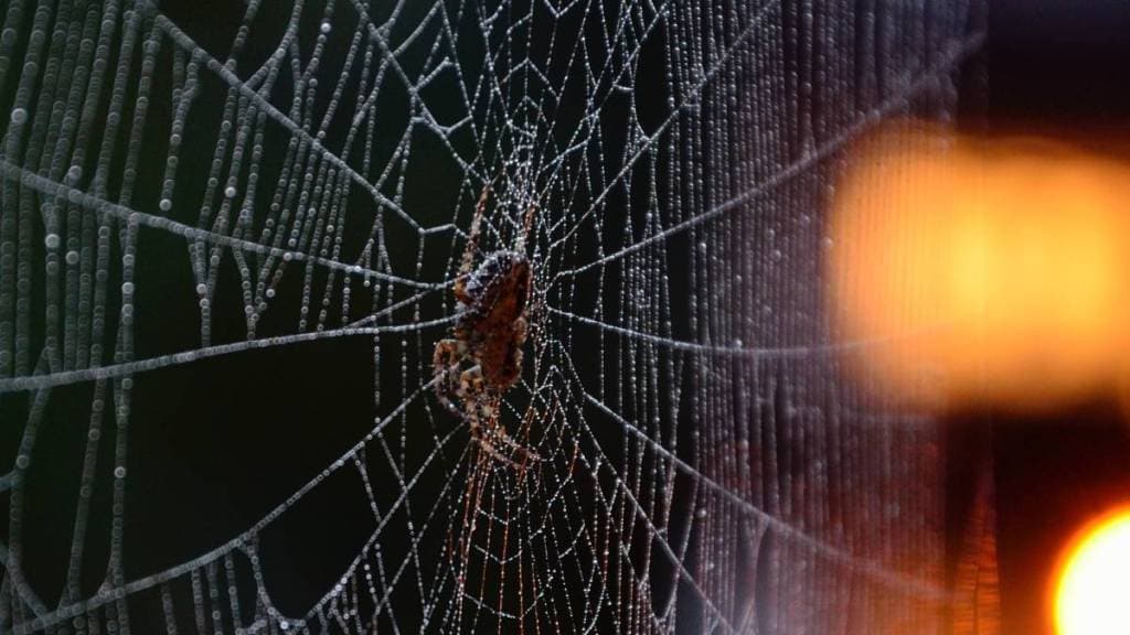 spider, spider news, health news, spider in ears, taiwan news, home spider