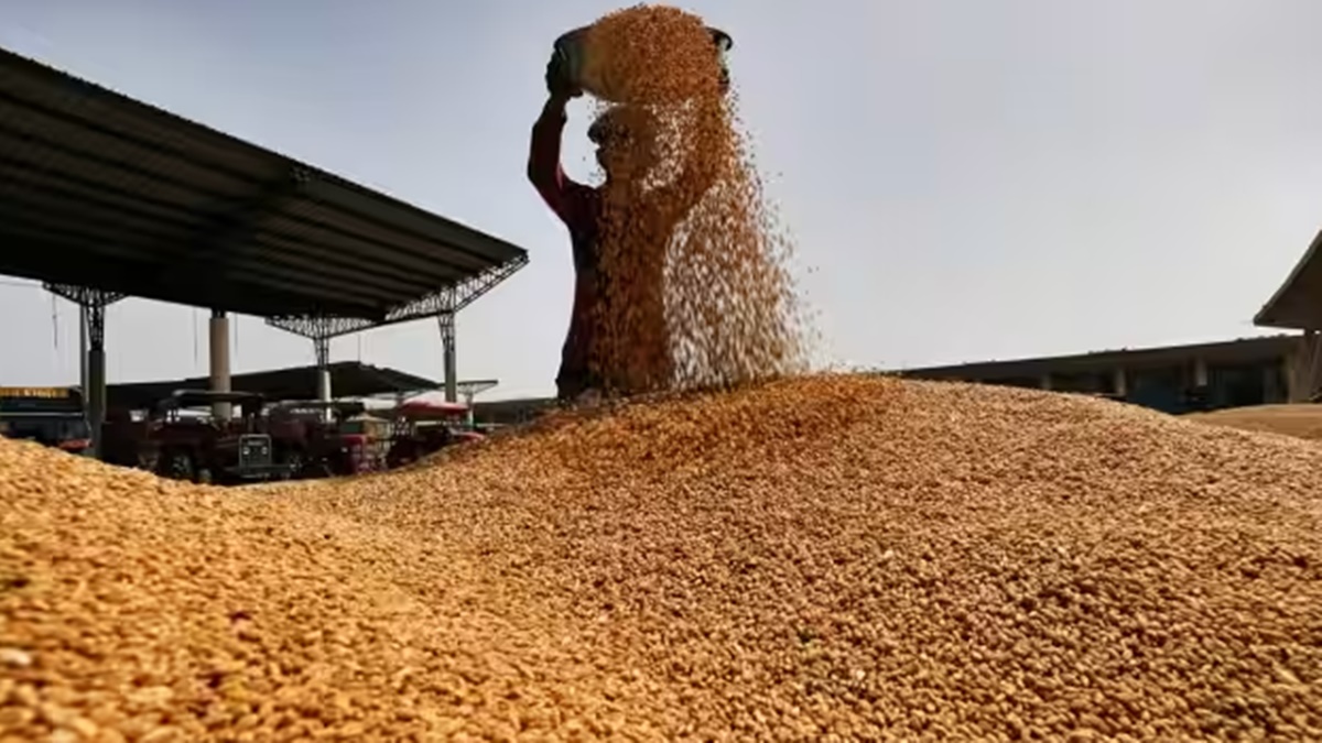 wheat wheat