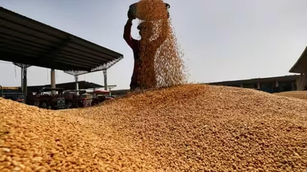 wheat