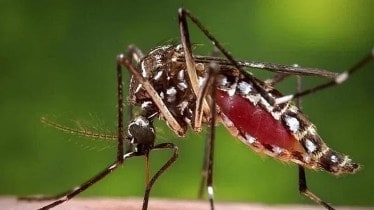 mosquito breeding cycle, Eco BioTraps, Eco BioTraps startups, mosquito-infested areas,