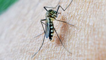 Aedes mosquitoes