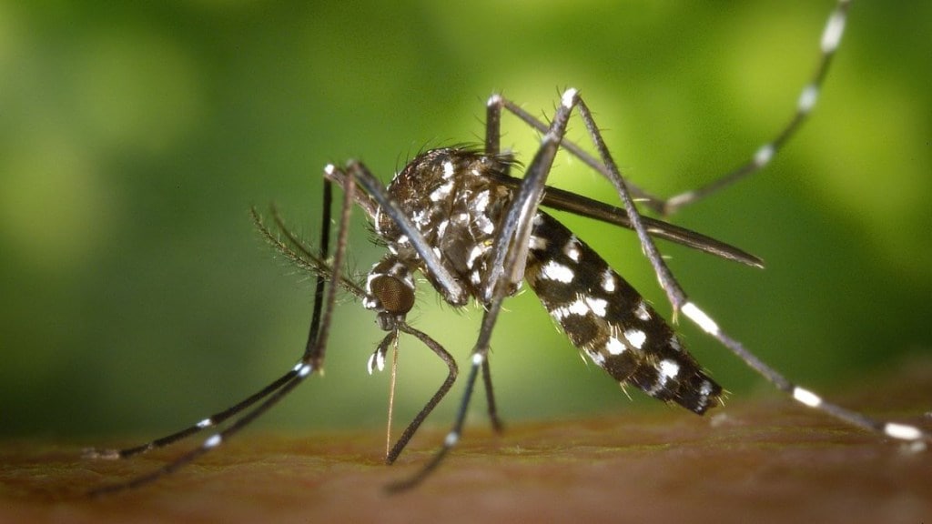 Healthcare, zika virus, virus, mosquito, dengue, malaria, bengaluru, health, fever, health news