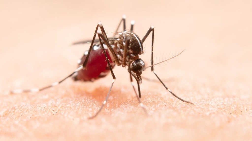 Dengue, dengue cases, madhya pradesh, bhopal, bihar, patna, punjab, hoshiarpur, vector-borne disease, health, health news, health care news, healthcare, mosquitos