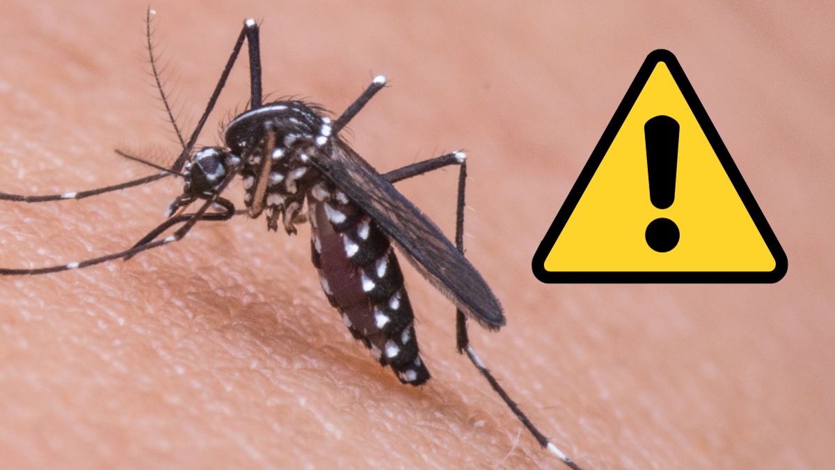 Dengue, ghaziabad, outbreak, deaths, mosquitoes, gautam budh nagar, vasundhara, dengue outbreak, dengue death