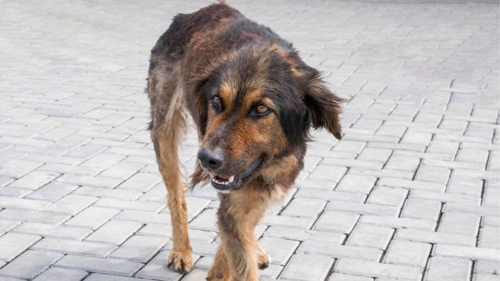 Kerala: Dog bites 9, including children, near Muvattupuzha in Kochi