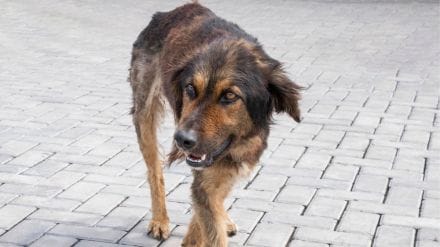 Kerala: Dog bites 9, including children, near Muvattupuzha in Kochi