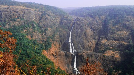 The Wildlife Wonders of Odisha