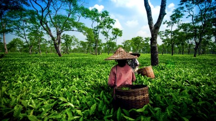 Assam’s Tourism Policy 2022—Proactive Agenda for Sustainable Growth