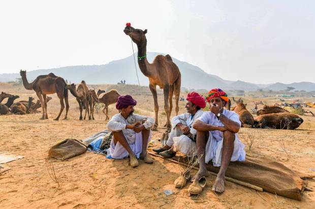 Camel herders during the annual Pushkar Fair, in Pushkar. (PTI Photo)