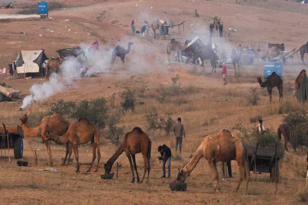 Camels at the annual Pushkar Fair, in Pushkar. (PTI)
