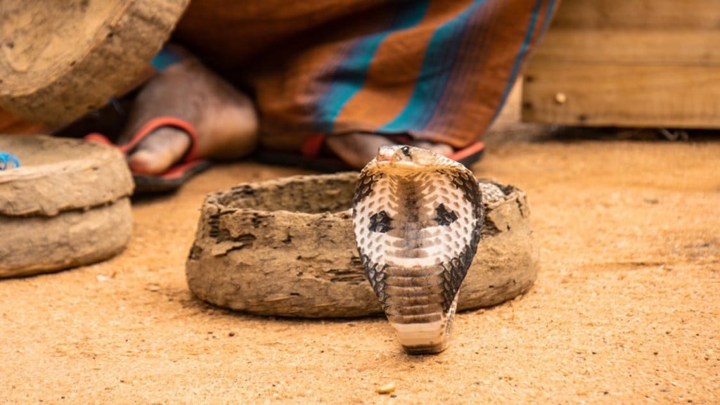 'Cobra in bedroom': How Odisha man killed his wife, two-year-old daughter