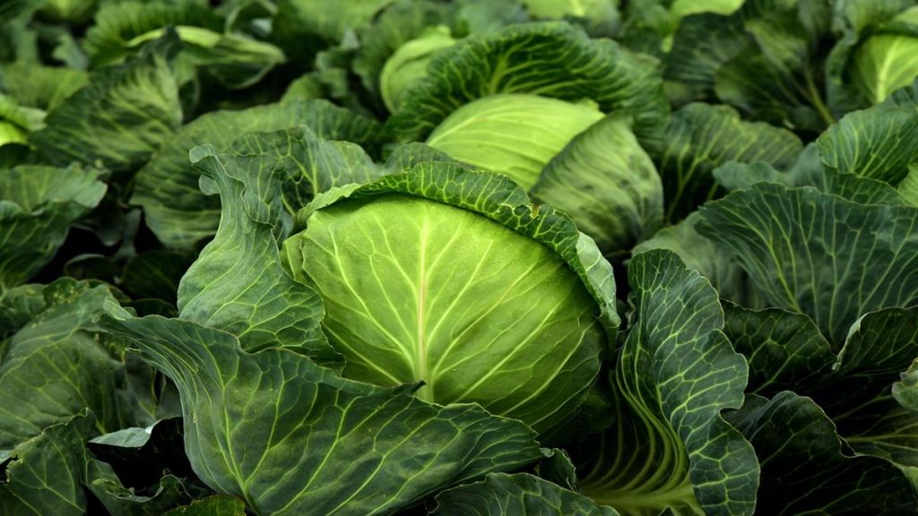 Winter vegetables, winter vegetables benefits, winter season, winter foods, health news, wellness news,