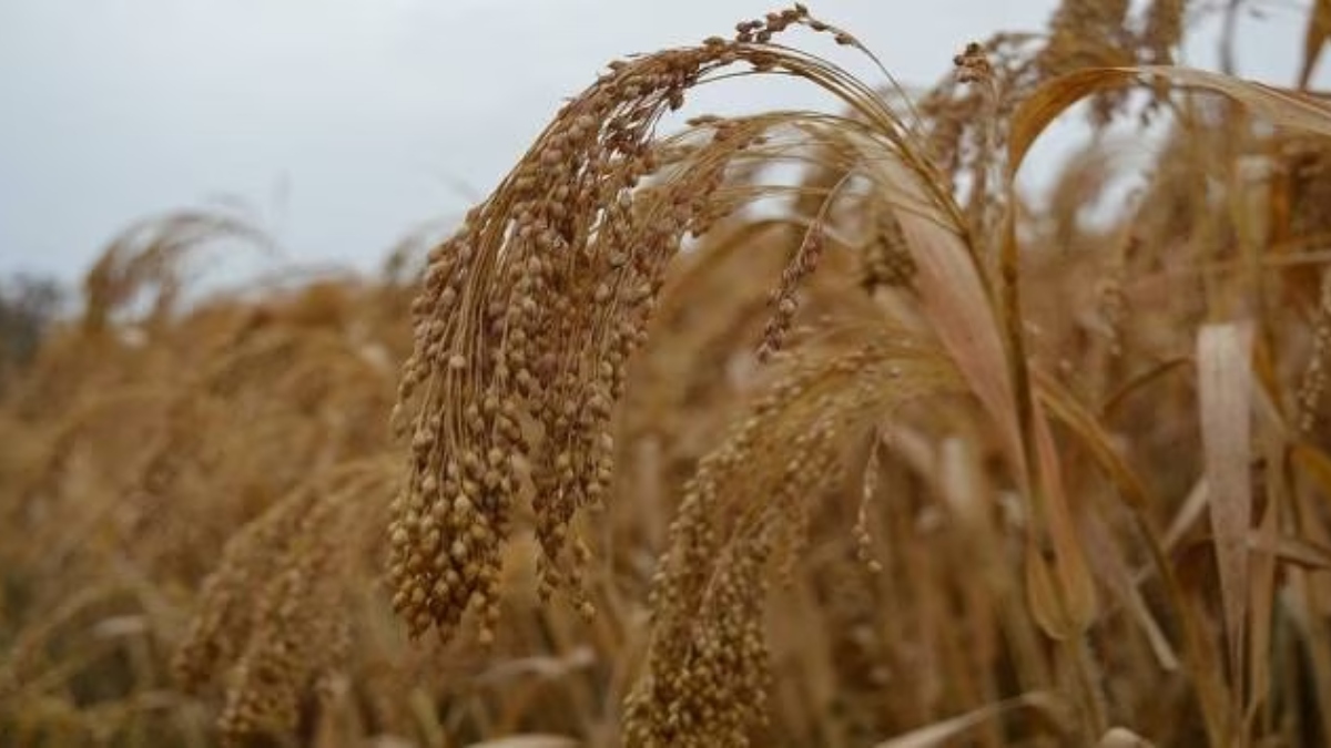 Millets, millets news, financial express, op-ed articles, millets express Millets, millets news, financial express, op-ed articles, millets express
