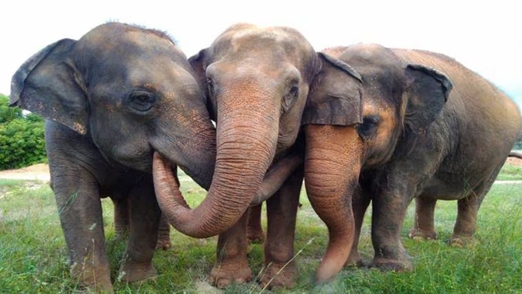 Three elephants die after being struck by train in West Bengal