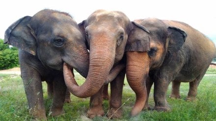 Three elephants die after being struck by train in West Bengal