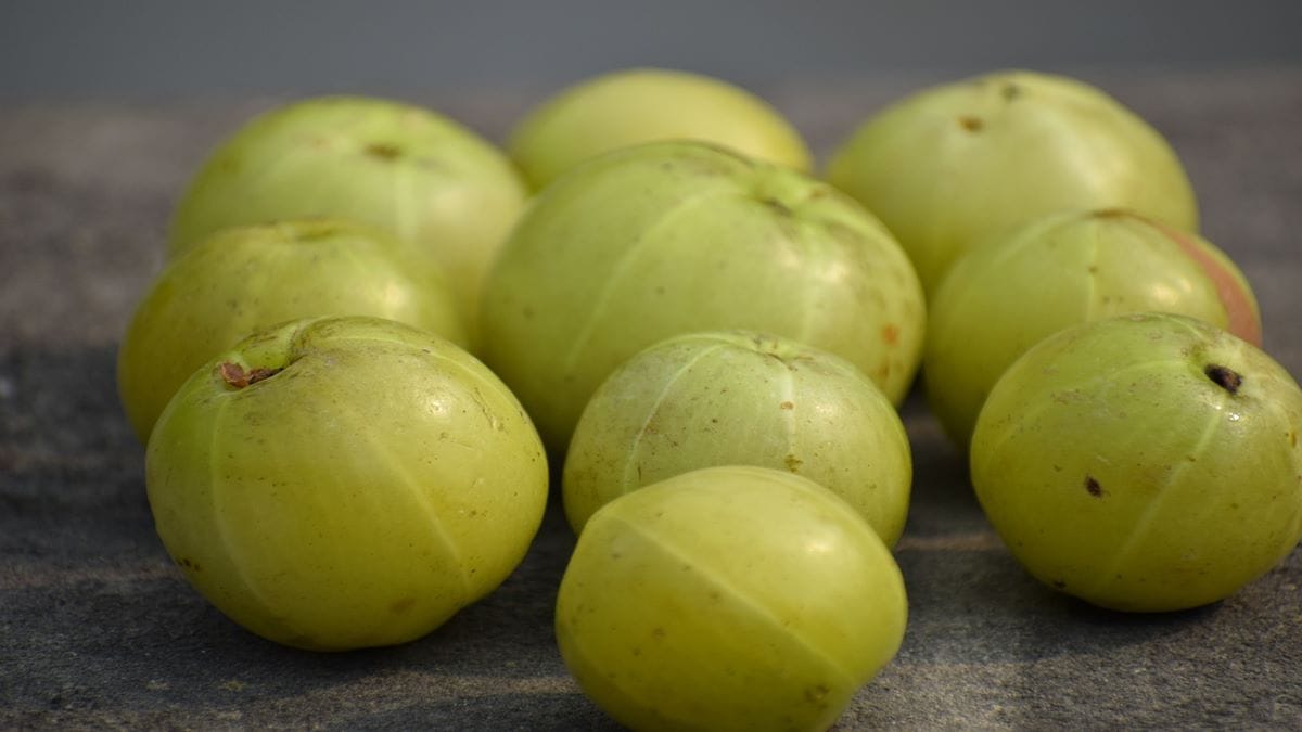 Amla, Amla benefits, amla side effects, Indian gooseberry, health news, wellness news,