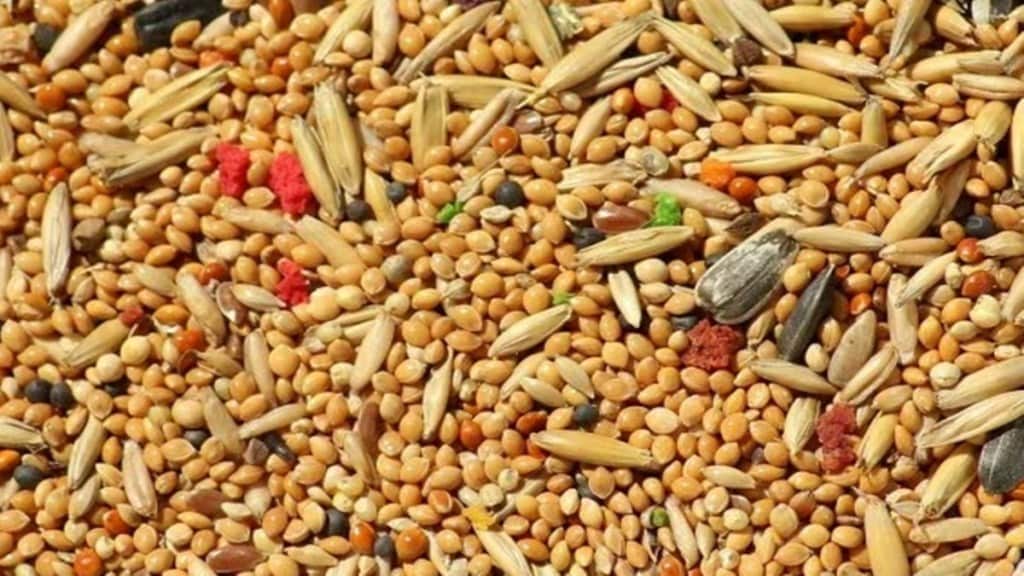 millet