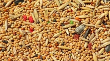 millet