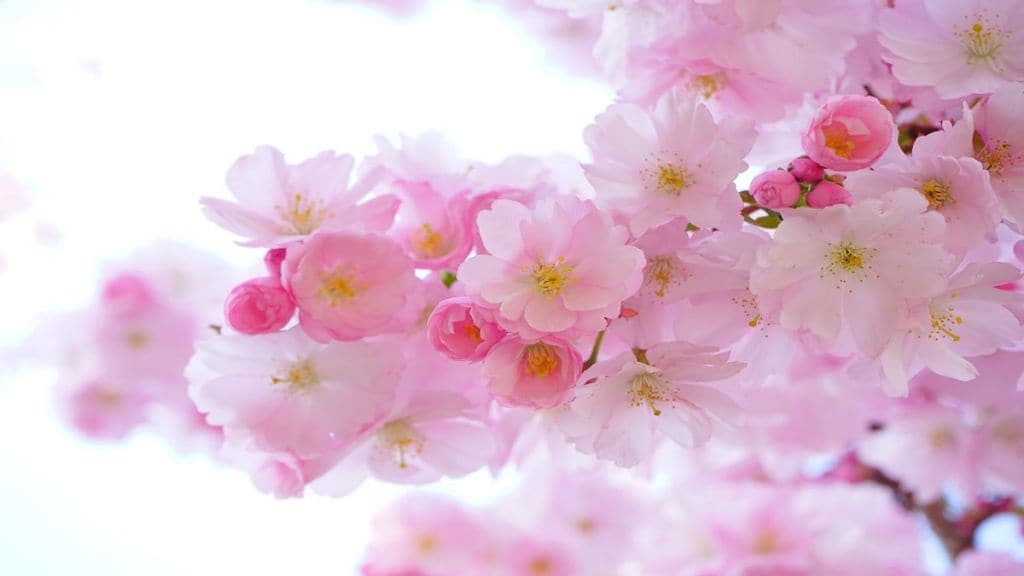 Edible flowers, healthy eating, healthy living, health news, wellness news,