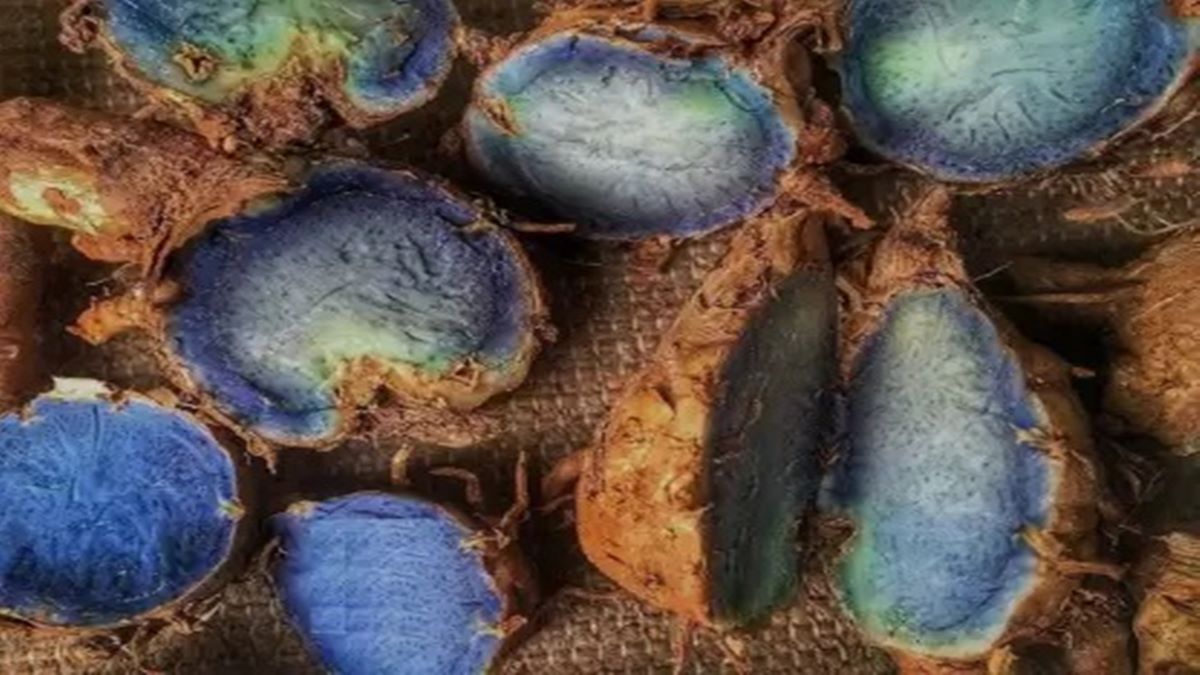 Black turmeric, black turmeric side effects, black turmeric benefits, healthcare news, wellness news, Black turmeric, black turmeric side effects, black turmeric benefits, healthcare news, wellness news,