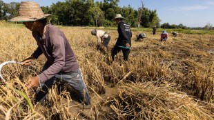 rice prices, rice, supply risks, El Niño, demand, export curb, food inflation, food ministry