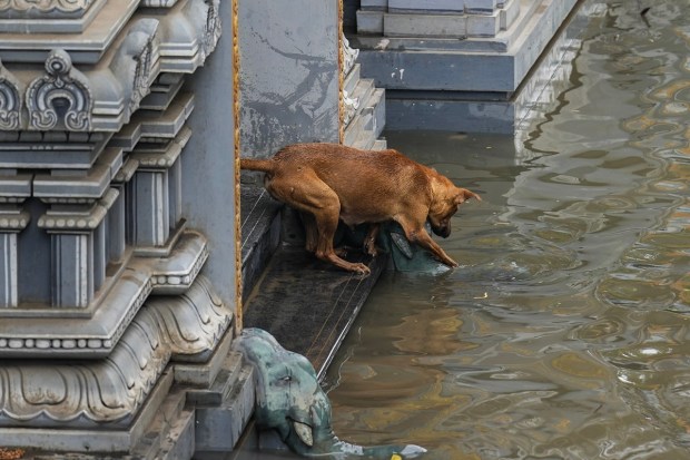 A dog takes shelter on a structure by the side of a flooded road after heavy rainfall owing to Cyclone Michaung, in Chennai. (PTI Photo)