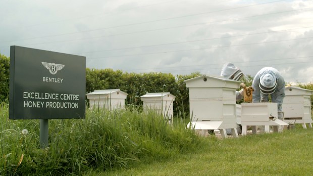 Bentley's Extraordinary Bees - 5 year honey edition