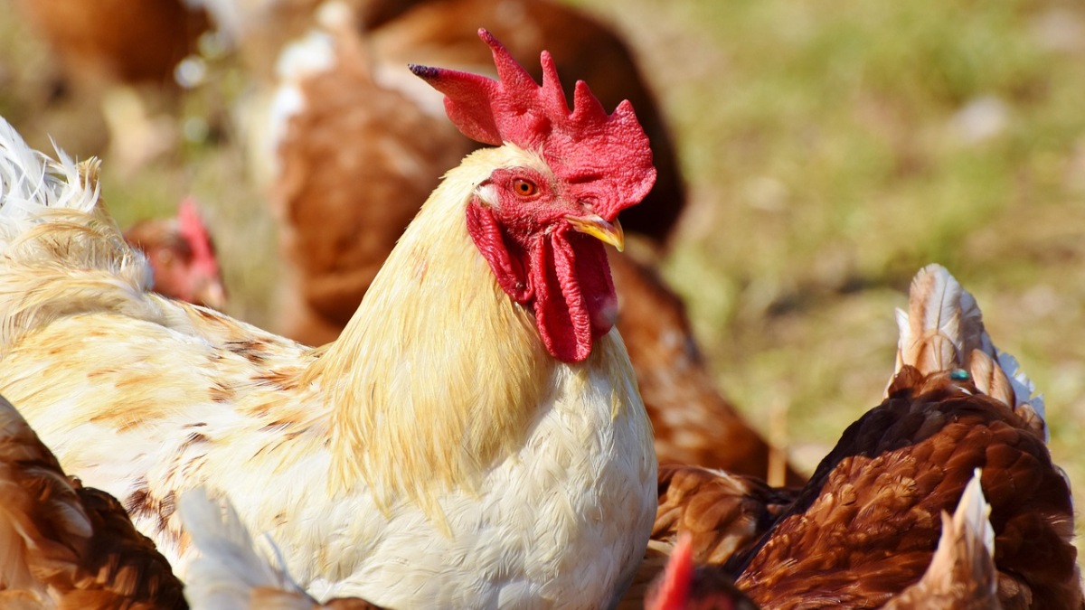 Brazil, brazil news, Brazil bird flu, brazil commercial poultry, bird flu