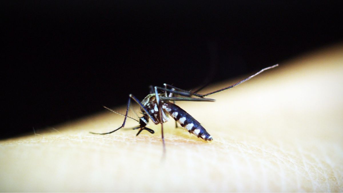 Malaria, mosquito, agartala, municipal corporation, Agartala Municipal Corporation, Tripura Health Department, larvae-eating fish, waterbodies, mosquito larvae