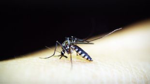 Malaria, mosquito, agartala, municipal corporation, Agartala Municipal Corporation, Tripura Health Department, larvae-eating fish, waterbodies, mosquito larvae