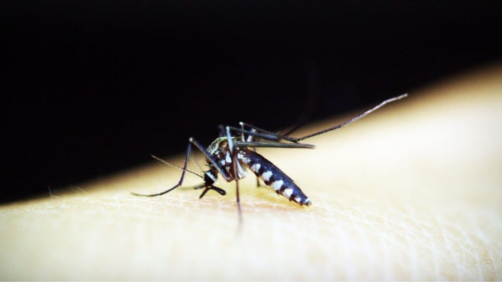 Malaria, mosquito, agartala, municipal corporation, Agartala Municipal Corporation, Tripura Health Department, larvae-eating fish, waterbodies, mosquito larvae