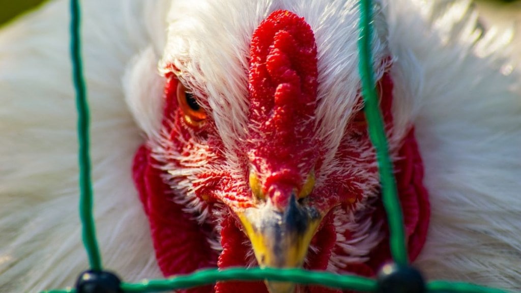 Bird Flu, Bird Flu Cases, Bird Flu in India, Bird Flu 2024, Bird Flu Symptoms, Mexico Bird Flu, First Death in Mexico, Bird Flu in India, Bird Flu Virus, Bird Flu News, Bird Flu Cases in India, Bird Flu Cases in India 2024, Bird Flu News Today, Bird Flu Virus, Bird Flu Symptoms in Humans