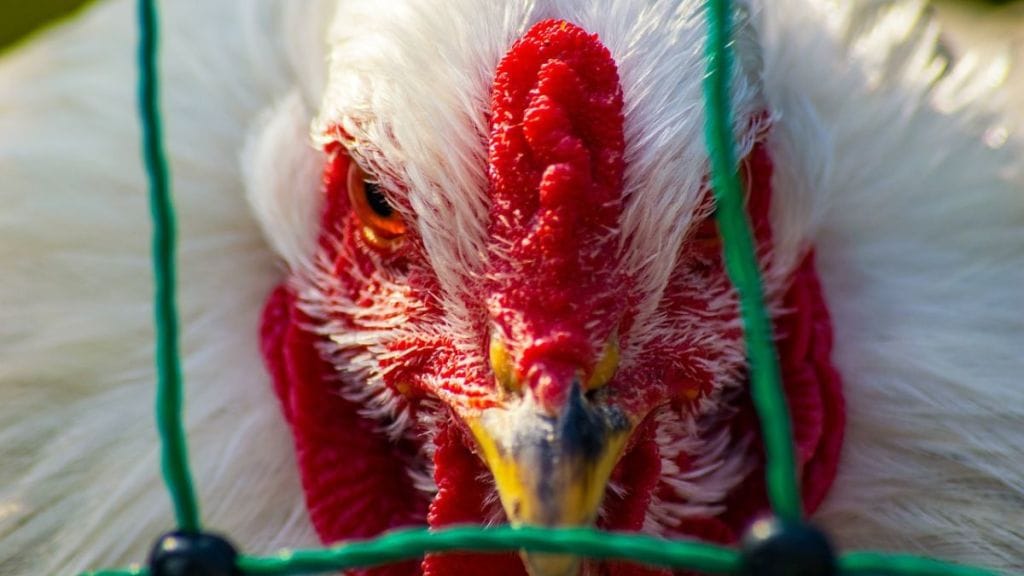 Bird Flu, Bird Flu Cases, Bird Flu in India, Bird Flu 2024, Bird Flu Symptoms, Mexico Bird Flu, First Death in Mexico, Bird Flu in India, Bird Flu Virus, Bird Flu News, Bird Flu Cases in India, Bird Flu Cases in India 2024, Bird Flu News Today, Bird Flu Virus, Bird Flu Symptoms in Humans